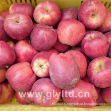 Hight Quality Fresh Huaniu Apple, FUJI Apple, Qinguan Apple